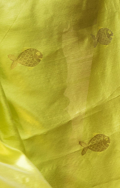 Volt Green Silk  Chanderi  Saree With Silver Fish Buttas Along The Length of the Saree